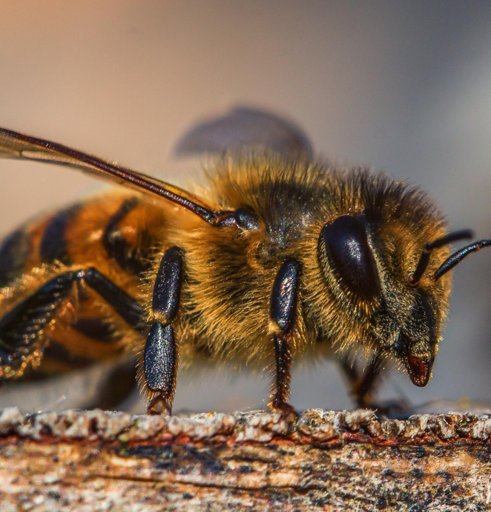 bee3